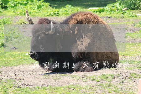 花呗逾期5天有影响吗 花呗逾期5天有影响吗
