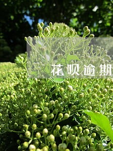 花呗逾期5天还清后解冻