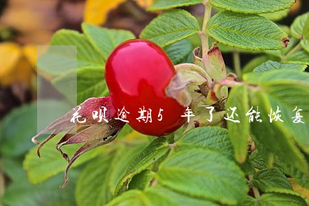 花呗逾期5年了还能恢复正常吗 花呗逾期5年了还能恢复正常吗