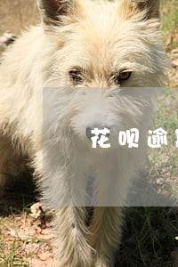 花呗逾期5年如何协商