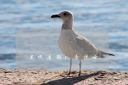 花呗逾期5条提示 花呗逾期5条提示