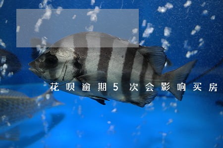 花呗逾期5次会影响买房吗 花呗逾期5次会影响买房吗