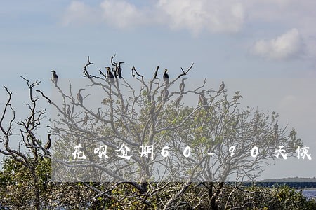 花呗逾期60-90天恢复 花呗逾期60-90天恢复