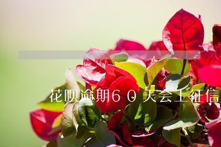 花呗逾期60天会上征信吗 花呗逾期60天会上征信吗