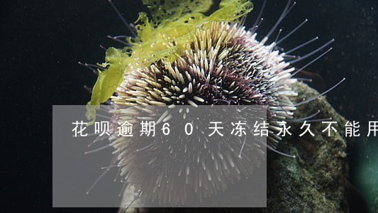 花呗逾期60天冻结永久不能用 花呗逾期60天冻结永久不能用