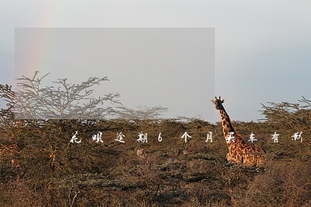 花呗逾期6个月买车有影响吗 花呗逾期6个月买车有影响吗
