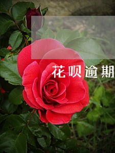 花呗逾期6个月还款后多久会恢复 花呗逾期6个月还款后多久会恢复