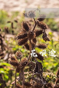 花呗逾期6天会上征信 花呗逾期6天会上征信
