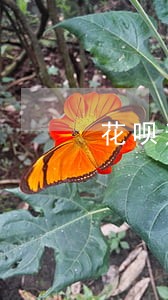 花呗逾期6天会不会被关闭 花呗逾期6天会不会被关闭