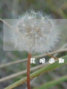 花呗逾期6天没事吗 花呗逾期6天没事吗