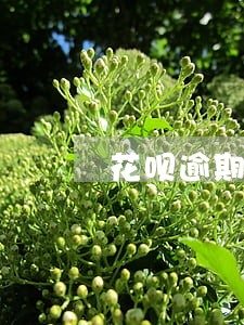 花呗逾期6次会不会上征信 花呗逾期6次会不会上征信