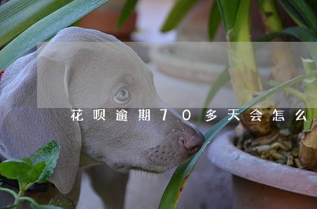 花呗逾期70多天会怎么样 花呗逾期70多天会怎么样