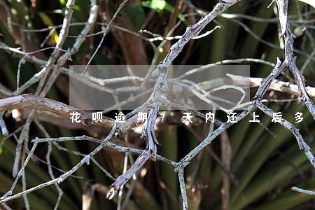 花呗逾期7天内还上后多久恢复