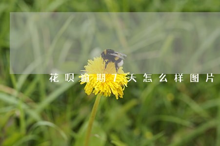 花呗逾期7天怎么样图片 花呗逾期7天怎么样图片