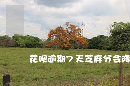 花呗逾期7天芝麻分会降多少 花呗逾期7天芝麻分会降多少