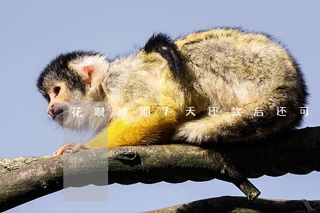 花呗逾期7天还款后还可以借款吗 花呗逾期7天还款后还可以借款吗