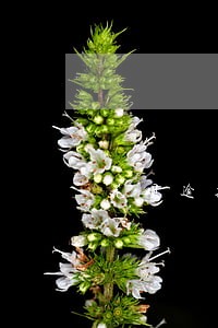花呗逾期8000元图片 花呗逾期8000元图片
