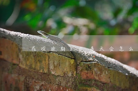 花呗逾期80多天会怎么样