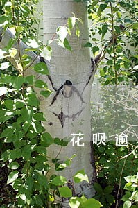 花呗逾期80天会影响另一半吗 花呗逾期80天会影响另一半吗