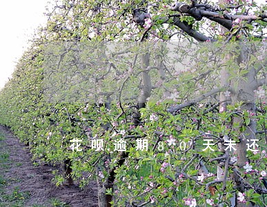 花呗逾期80天未还是什么后果 花呗逾期80天未还是什么后果