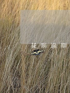 花呗逾期8个月了还要上门吗 花呗逾期8个月了还要上门吗