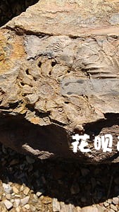 花呗逾期8个月罚息怎么申请减免