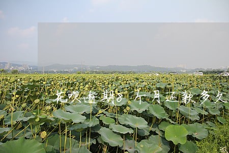 花呗逾期8个月还款多久能恢复 花呗逾期8个月还款多久能恢复