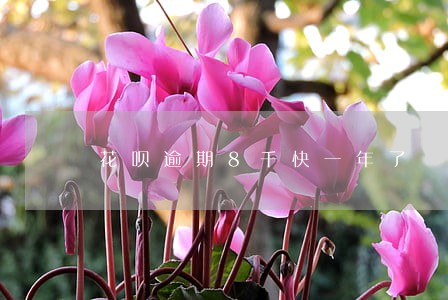 花呗逾期8千快一年了 花呗逾期8千快一年了