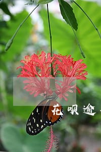 花呗逾期8天后守约影响征信么 花呗逾期8天后守约影响征信么
