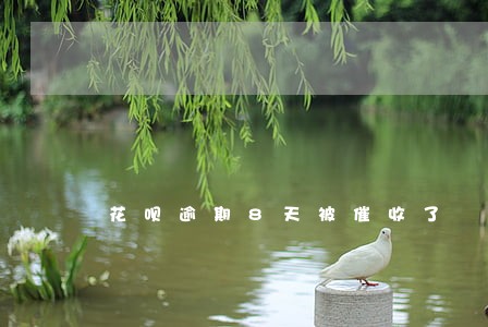 花呗逾期8天被催收了 花呗逾期8天被催收了