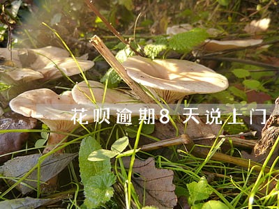 花呗逾期8天说上门 花呗逾期8天说上门