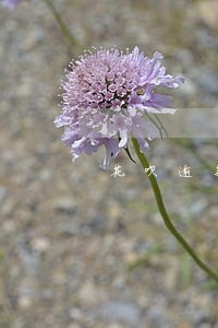 花呗逾期90天会上证信吗 花呗逾期90天会上证信吗