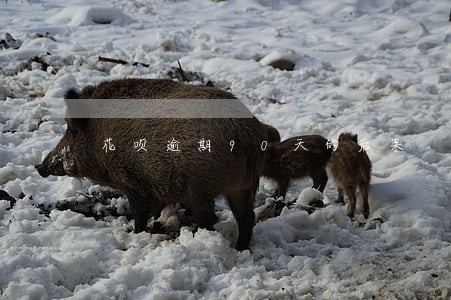 花呗逾期90天的后果 花呗逾期90天的后果