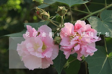 花呗逾期90天还清了怎么恢复 花呗逾期90天还清了怎么恢复