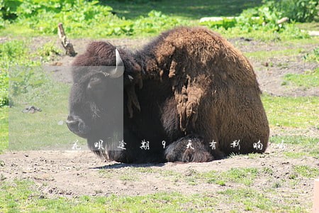 花呗逾期9天有影响吗 花呗逾期9天有影响吗