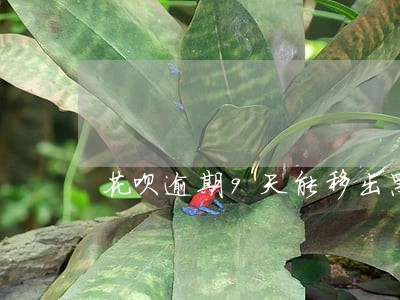 花呗逾期9天能移出黑名单吗 花呗逾期9天能移出黑名单吗