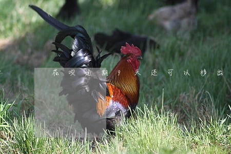 花呗逾期9天还可以移出黑名单吗 花呗逾期9天还可以移出黑名单吗