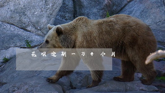 花呗逾期一万4个月 花呗逾期一万4个月