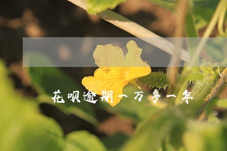 花呗逾期一万多一年 花呗逾期一万多一年