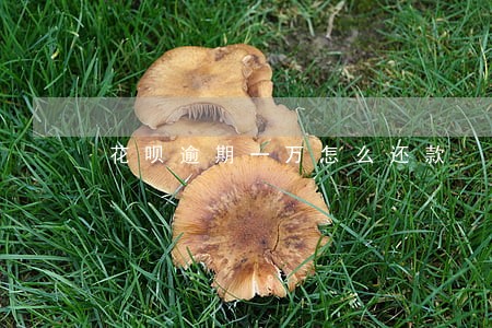 花呗逾期一万怎么还款 花呗逾期一万怎么还款