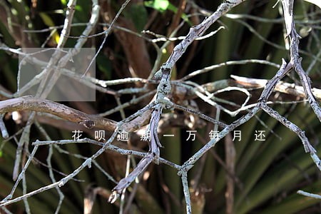 花呗逾期一万每月还 花呗逾期一万每月还