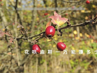 花呗逾期一万能赚多少钱 花呗逾期一万能赚多少钱