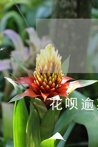 花呗逾期一个半月说要上门要债 花呗逾期一个半月说要上门要债
