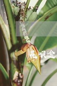 花呗逾期一个多月会上门吗