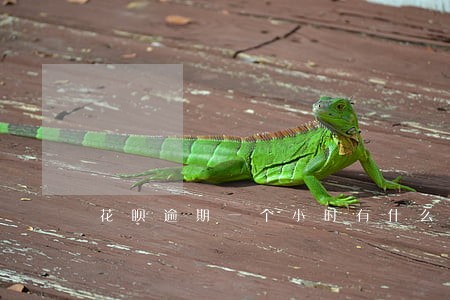 花呗逾期一个小时有什么后果 花呗逾期一个小时有什么后果