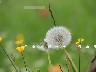 花呗逾期一个小时还最低还款 花呗逾期一个小时还最低还款