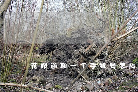 花呗逾期一个手机号怎么开 花呗逾期一个手机号怎么开