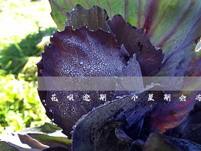 花呗逾期一个星期会冻结吗 花呗逾期一个星期会冻结吗
