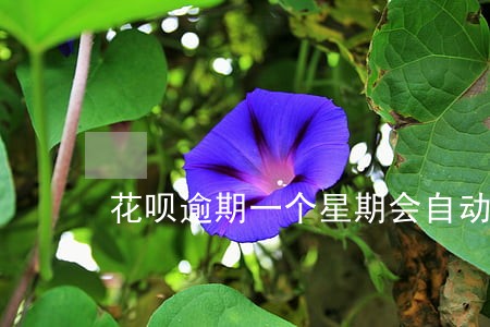 花呗逾期一个星期会自动扣款吗 花呗逾期一个星期会自动扣款吗
