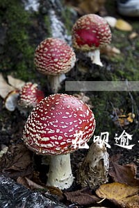 花呗逾期一个星期没事 花呗逾期一个星期没事